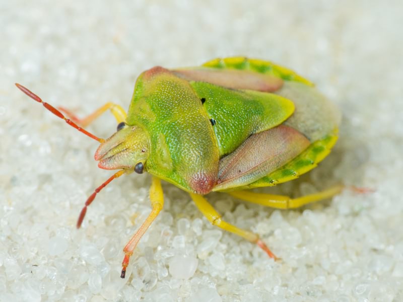 Antheminia lunulata (Goeze, 1778)